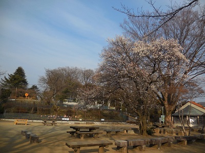 梅の木の写真