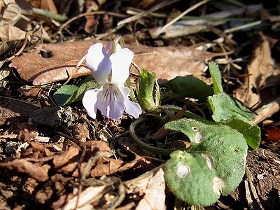 写真：薄紫色の花アオイスミレ