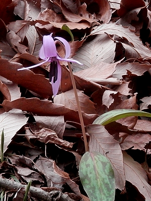 写真：カタクリの花