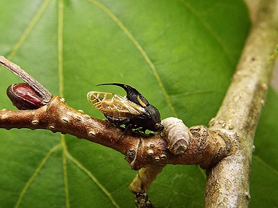 写真:タケウチトゲアワフキ