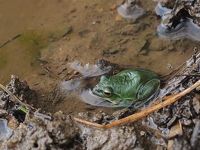 写真:水の中のシュレーゲルアオガエル