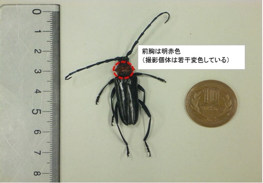 写真:クビアカツヤカミキリの成虫1 前胸は明赤色(撮影個体は若干変色している)