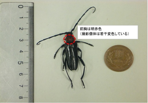 写真：クビアカツヤカミキリの成虫1　前胸は明赤色（撮影個体は若干変色している）