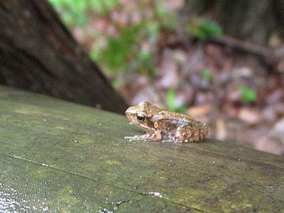 写真:オタマジャクシから成体になったばかりのヤマアカガエル