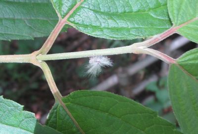 写真:孔雀の羽のような毛を持つハゴロモの仲間の幼虫