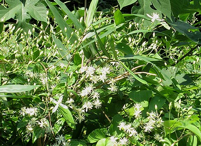 写真:土手に枝を伸ばすツル植物