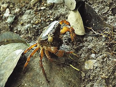 写真:甲羅に仔ガニをのせたサワガニ