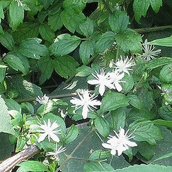 写真:花が小さくややクリーム色のボタンヅル