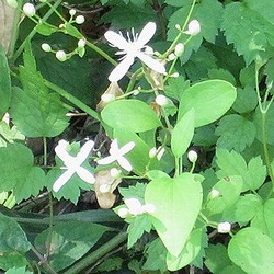 写真:花が大きく、より白いセンニンソウ