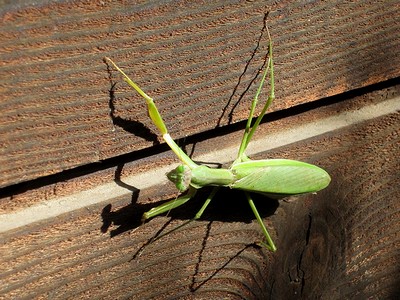 写真:オオカマキリ