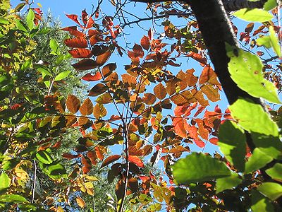 写真:紅葉したヤマウルシ