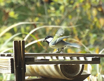 写真:餌台のヒマワリの種をくわえたシジュウカラ