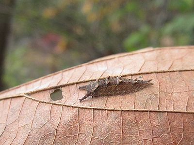 オオムラサキの幼虫