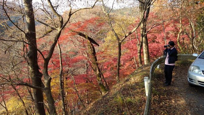 黒保根町のもみじを撮影する北條隊員の写真