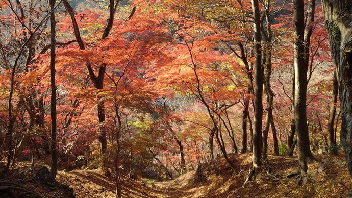 黒保根町の紅葉している写真