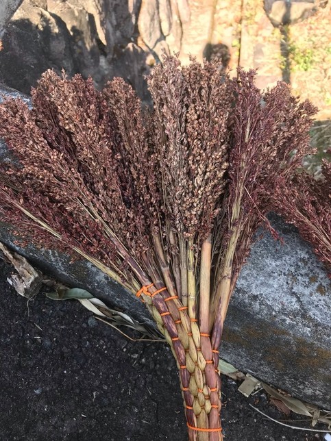 ホウキモロコシの花穂部分の写真