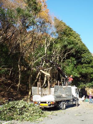 写真：荷台に積み込まれるシラカシの高枝