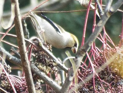 カラスザンショウの種子をくわえるシメ