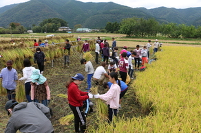 写真：稲刈りを通じて交流する小学生