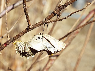 写真：蝶の脱け殻