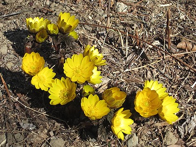 写真:10いくつもの花がかたまって咲くフクジュソウ