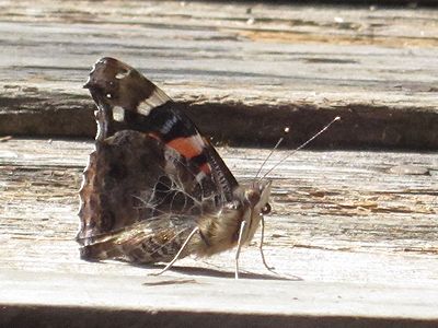 写真:色鮮やかなアカタテハ