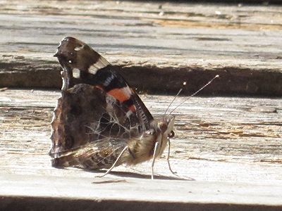 写真：色鮮やかなアカタテハ