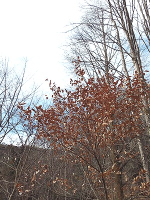 写真:冬にも茶色い葉を落とさないヤマコウバシ