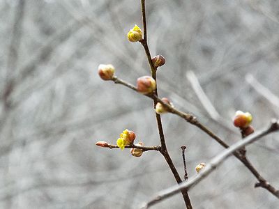 写真:早春の花、ダンコウバイ