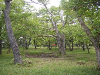 写真:キャンプ場