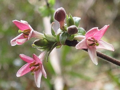 写真：ミヤマウグイスカグラのピンクの花