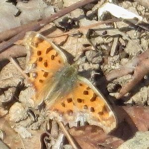 写真：ヒオドシチョウ