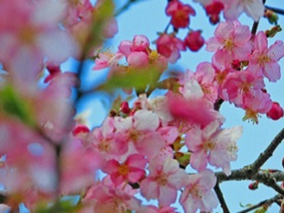 写真：河津桜2