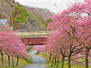 写真：河津桜1