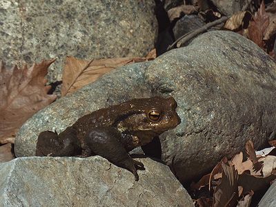 写真:アズマヒキガエル