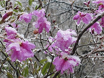 写真:重そうに、みぞれ状の雪が積もるミツバツツジの花
