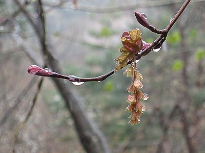 写真:雨に濡れたウリカエデの花、10個ほどの小花が下向きに咲く