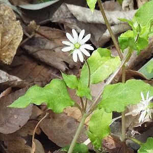 写真:ハコベの仲間でも花の大きいミヤマハコベ