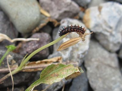 写真:スミレの葉を食べるイモムシ