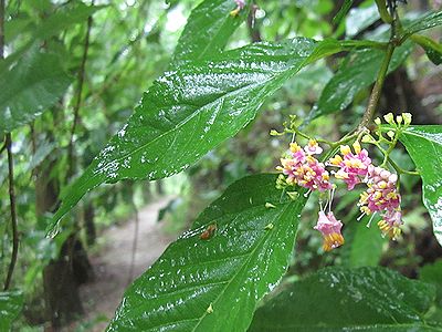 写真：淡い紫色の花を咲かすムラサキシキブ