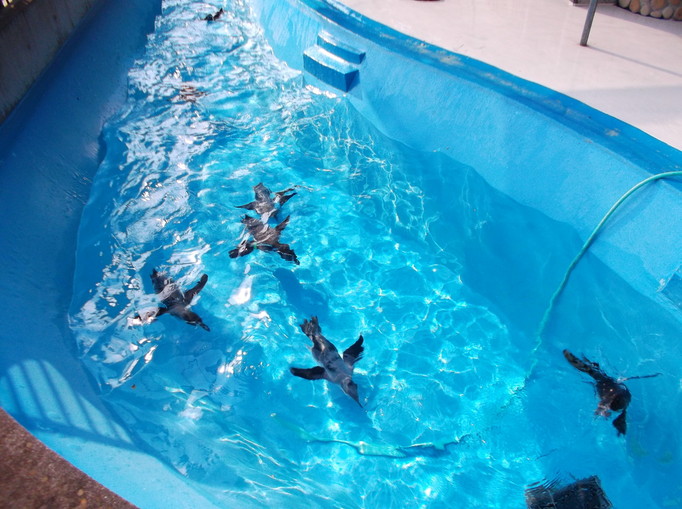 元気に泳ぐペンギンの写真