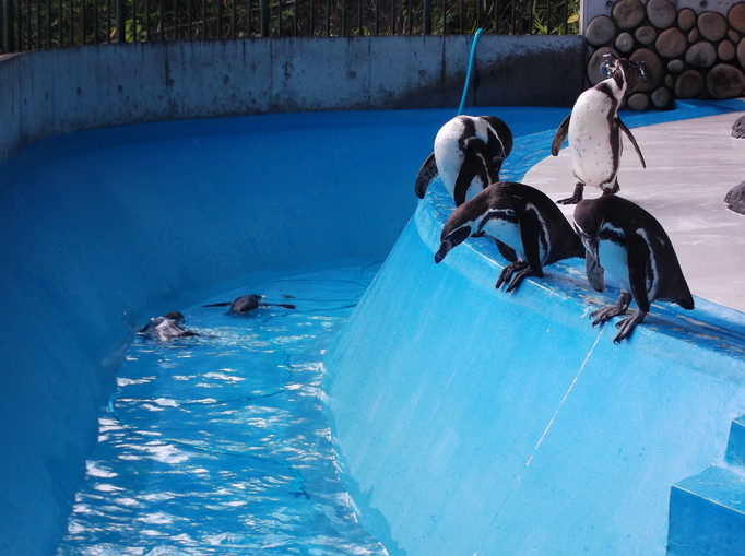 水がたまるのを待つペンギンの写真