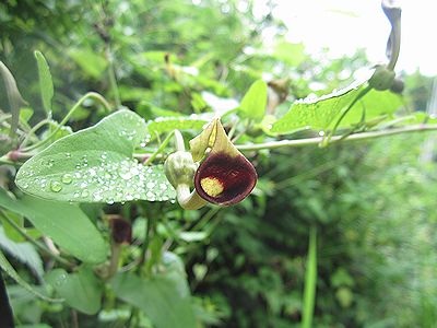 写真：ラッパ型の花のウマノスズクサ