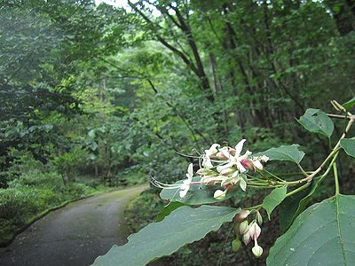 写真：クサギの大きな花