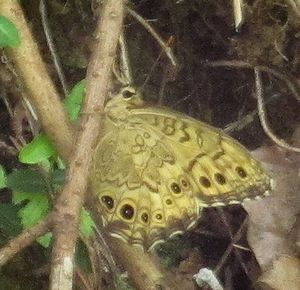 写真:黄色いまだら模様のサトキマダラヒカゲ