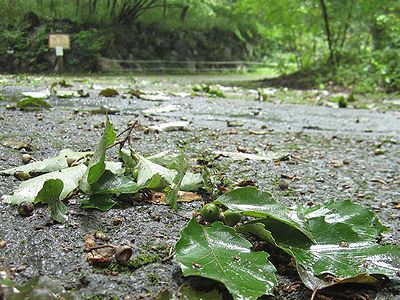 写真:まだ青いドングリがついた枝葉が園路にいくつも落ちています