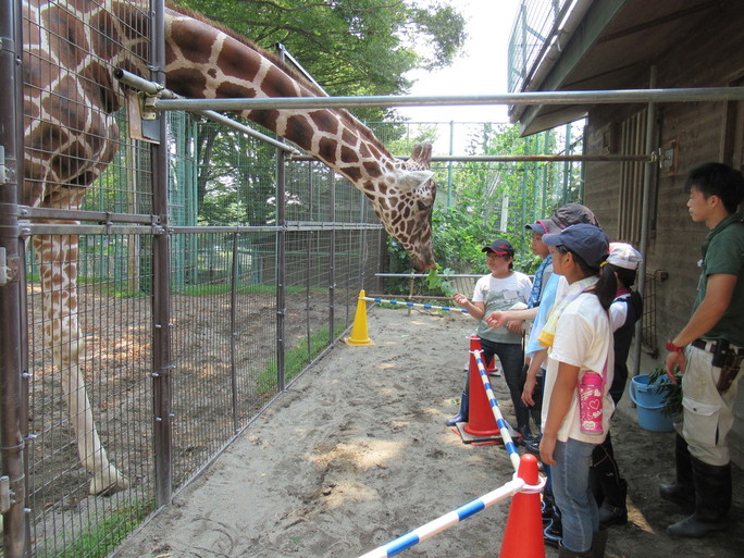 キリンにおやつをあげる写真