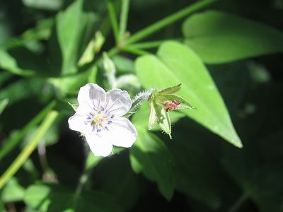 写真:ゲンノショウコの花