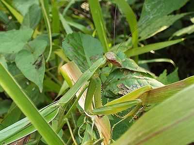 写真:オオカマキリ