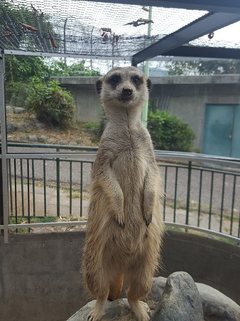 いよかんのアップ写真